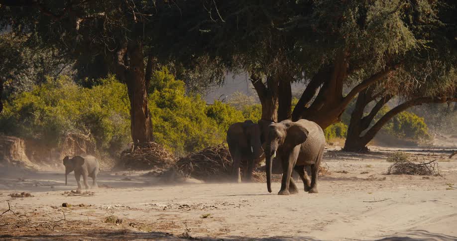 Small group of desert-adapted elephants walks across arid terrain near a small grove on a hazy day