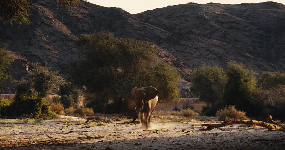 A lone desert-adapted elephant walks across a dusty clearing surrounded by scattered trees and rocky hills