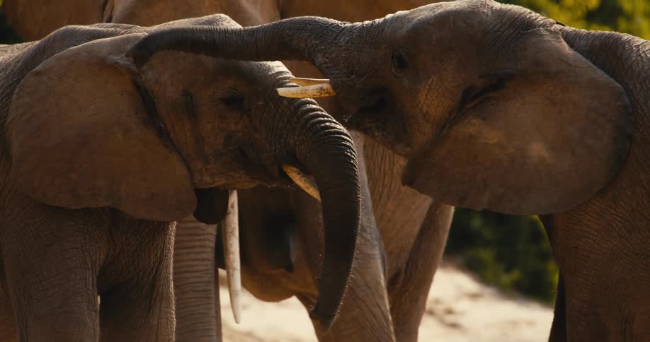 Two african elephants gently touch trunks while socializing in a natural savanna environment