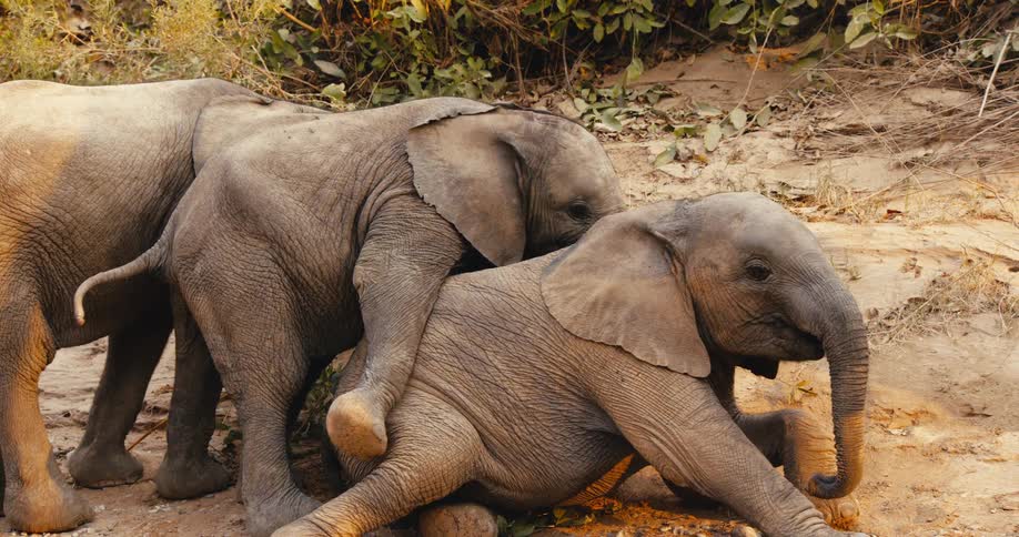 Baby desert-adapted elephant climbs onto another young elephant on the ground