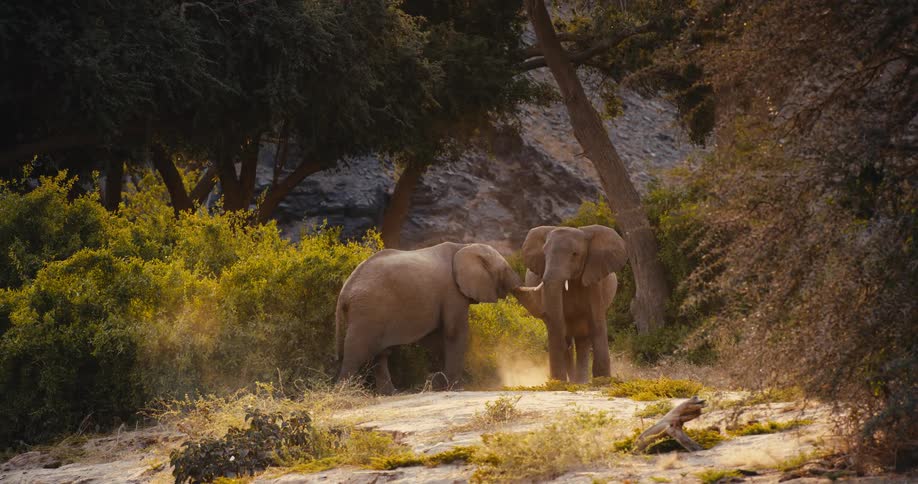 Two elephants interact in a sundrenched dusty clearing surrounded by dense trees and foliage they face each other and gently entwine their trunks while kicking up golden dust from the ground