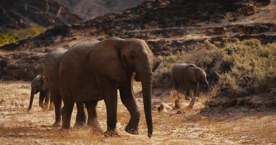A herd of african elephants walks across a dry and dusty desert landscape toward the camera while rocky hills and sparse vegetation fill the sunlit background of the arid wilderness