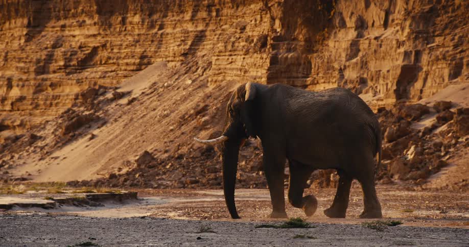 Desert-adapted elephant walks in front of a rocky cliff on dry terrain