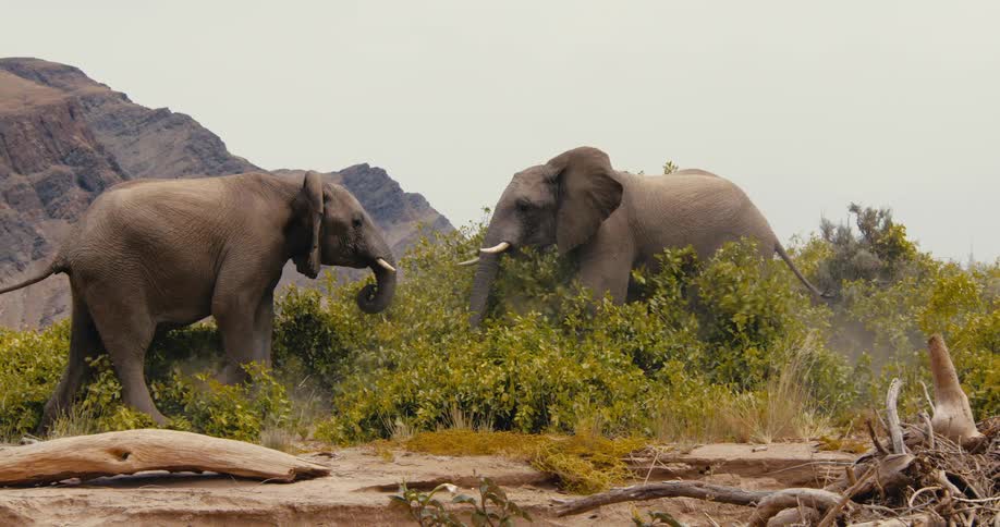 Two desert-adapted elephants battle each other aggressively on a dusty savanna with tall mountains rising in the background