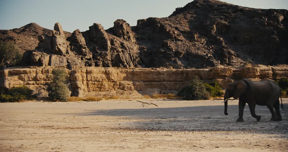 A large desert-adapted elephant walks slowly across a dirt plain near mountains