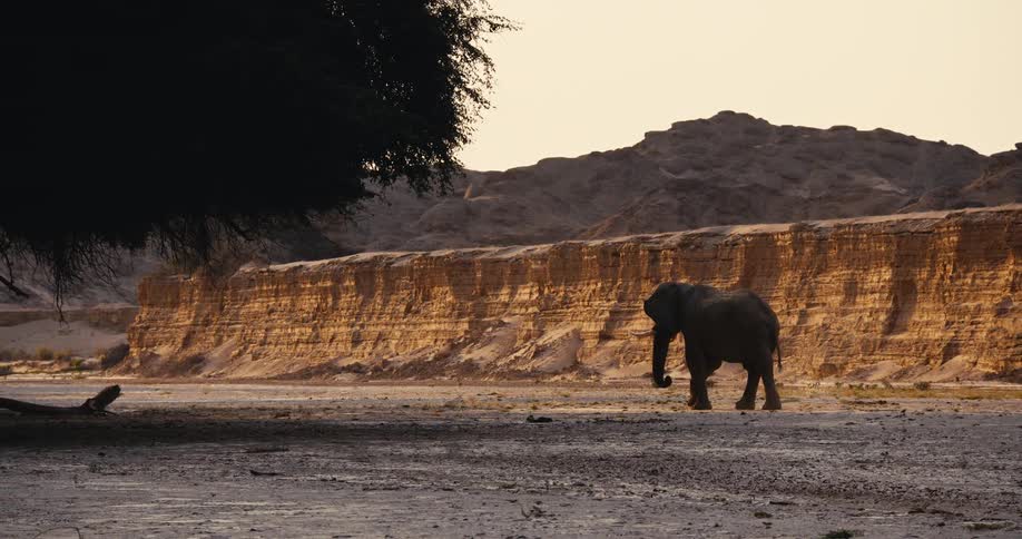 Lone desert-adapted elephant walks across dirt next to a low cliff during the daytime
