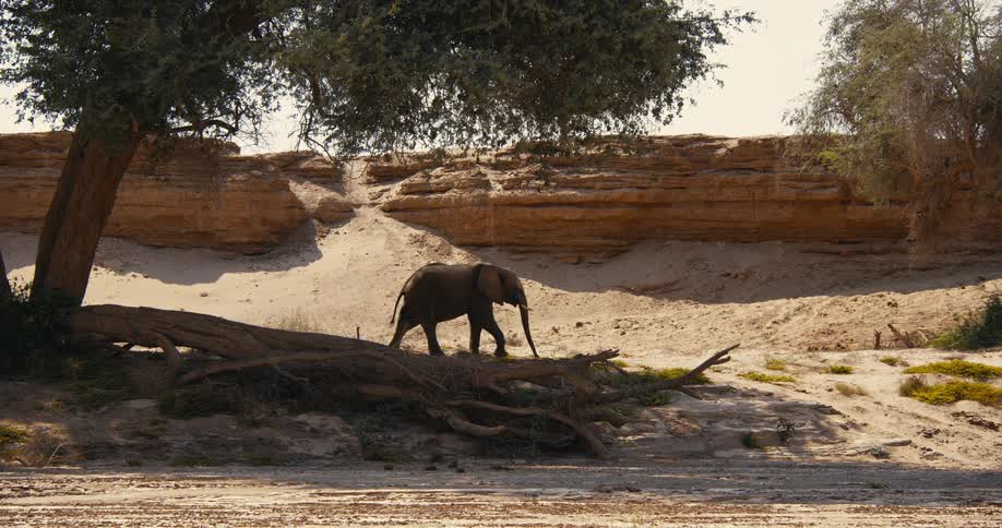 Desert-adapted elephants trunk hangs low to the ground as it walks under a tree