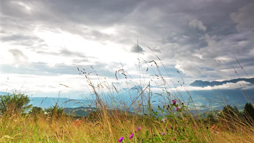 Tall grass and wildflowers in the foreground with mountains and dense clouds in the background