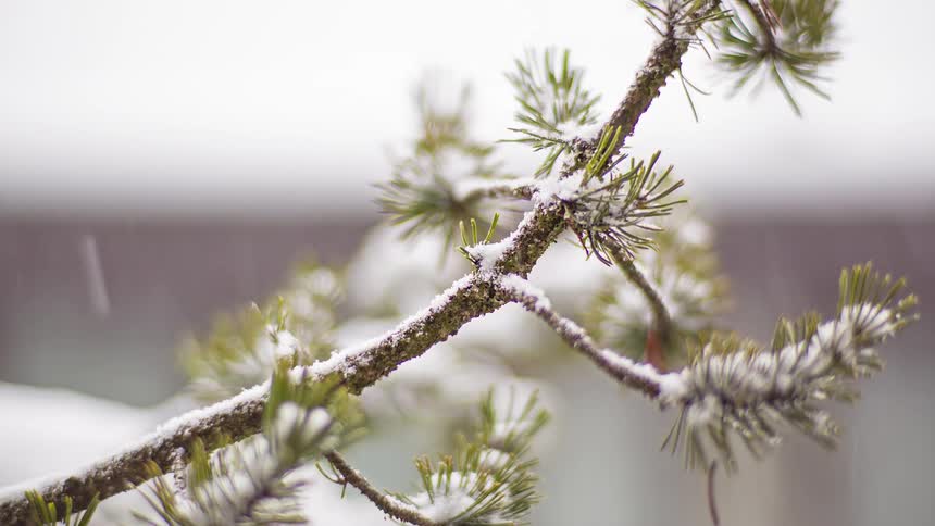 Snow falls onto an evergreen tree branch