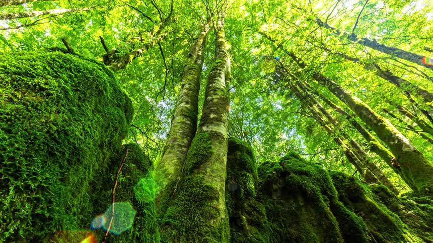 Sun shines down into the trees onto moss covered rocks in the forest in the summer