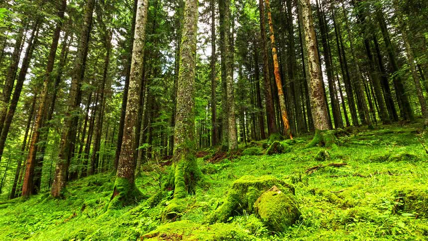 Tall trees rise from a lush green forest floor covered in moss and scattered rocks