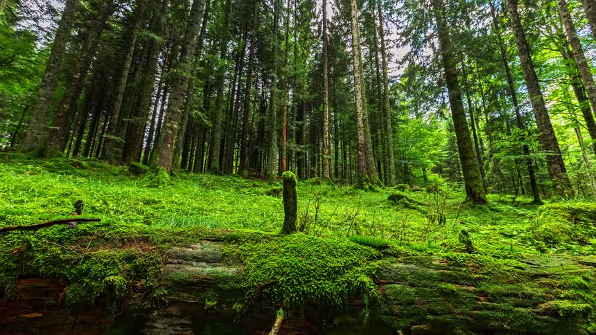 Dense forest with tall trees and mosscovered ground