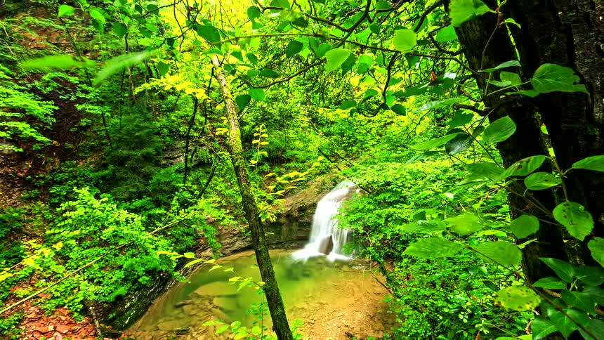 Waterfall in dense forest with green vegetation