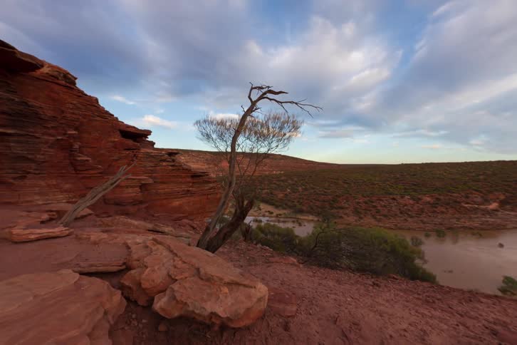 Dry tree on red rocks in a desert landscape at sunset
