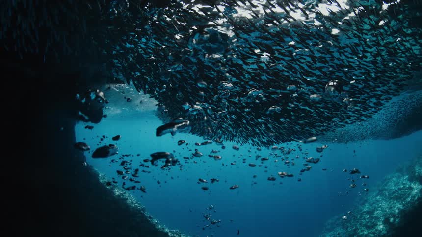 A scuba diver swims nearby as a dense school of fish swim together near the ocean surface while bubbles rise through the blue water above a rocky underwater formation