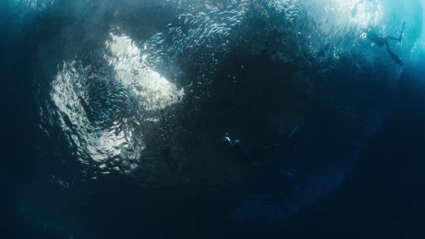 Scuba divers swimming beneath a swirling school of fish in the deep blue ocean
