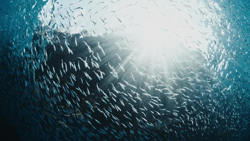 A large school of fish swims through deep blue water toward the sunlit surface