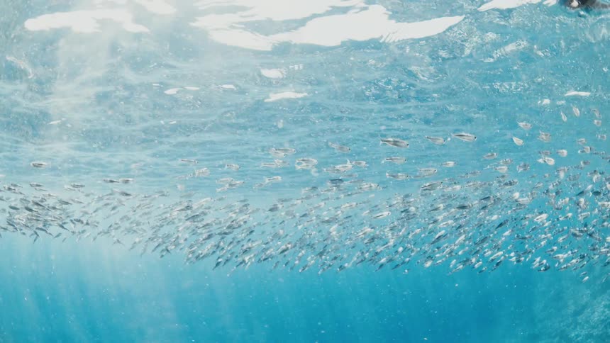 A school of fish float just beneath the ocean surface on a sunny day