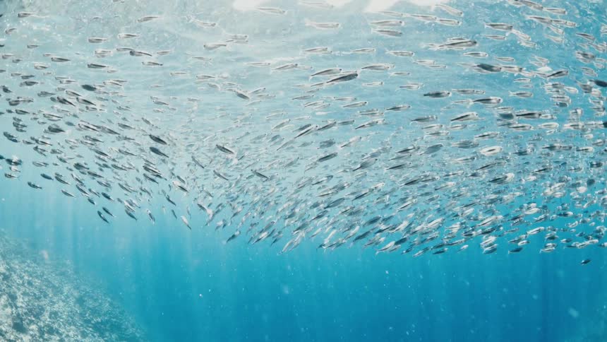 School of fish swimming near the ocean surface above a submerged rocky area