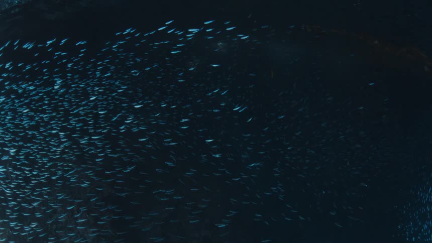 Thousands of small bioluminescent fish swim in a tight formation through a dark underwater cave as they create a glowing blue wave against the black shadows of the ocean floor and surrounding rocks