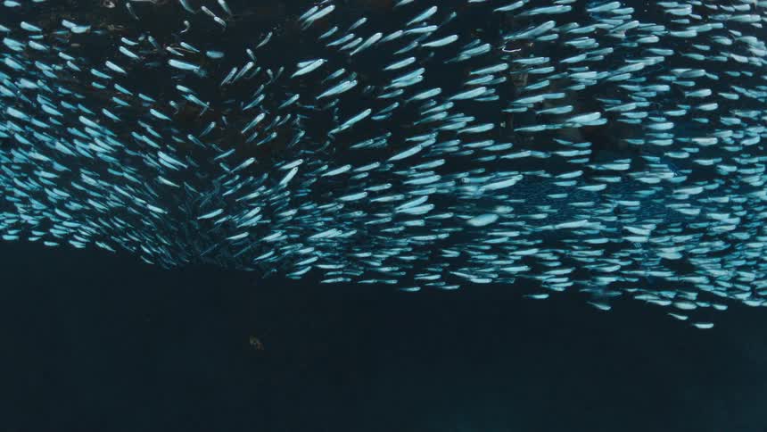 School of small fish forming a large cluster in the ocean