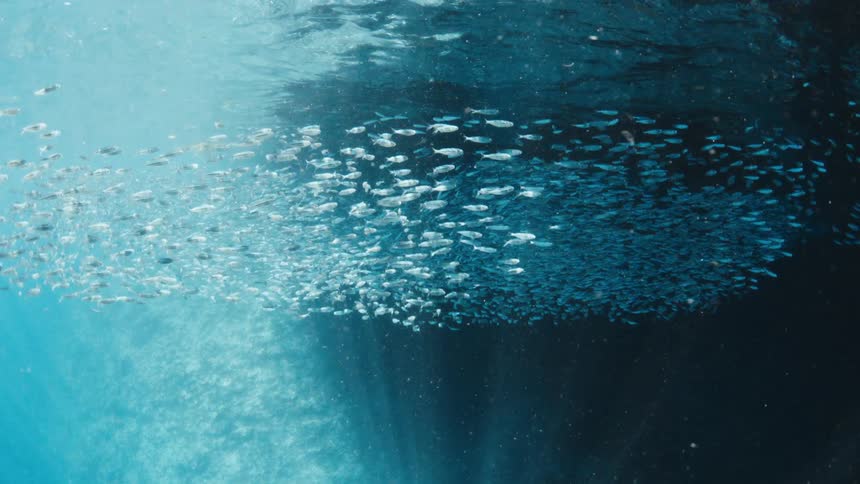 A large school of fish swims through the water near the dark hull of a boat