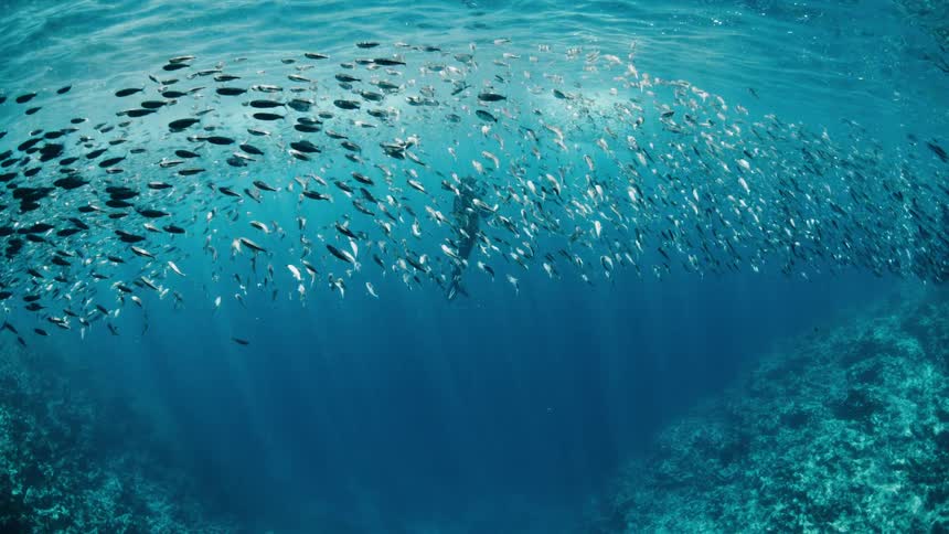 Person swimming beneath a large school of fish near the ocean surface