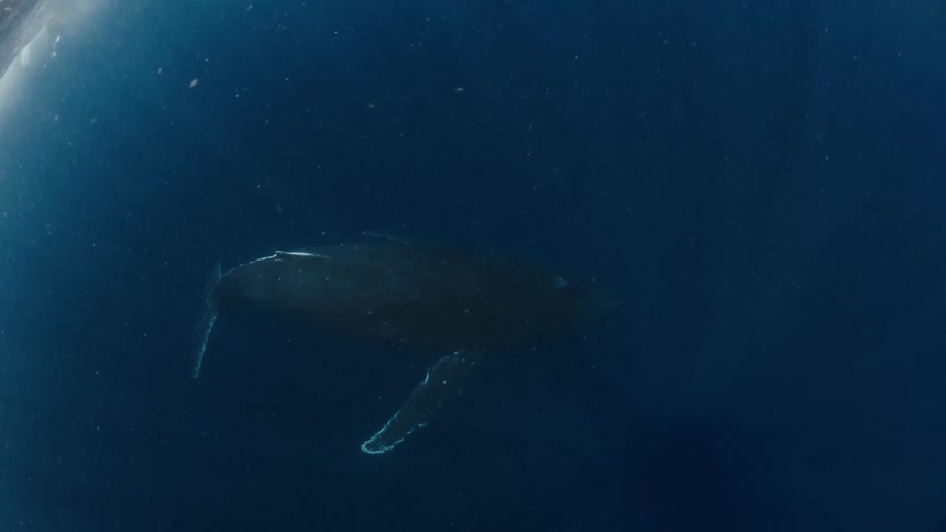 Whale swims through the murky water during the daytime