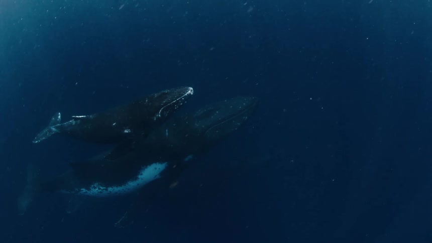 A diver films two whales swimming through dark blue ocean waters