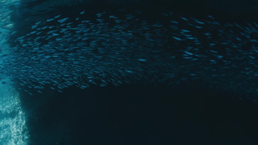 A school of fish swimming in the ocean