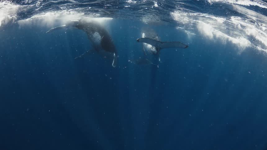 Two whales swimming near the ocean surface with visible tails