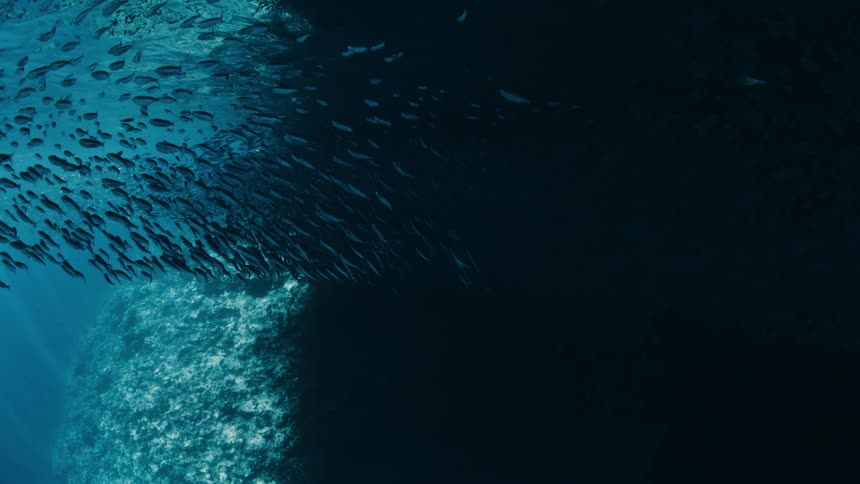 A large school of fish swims together near a coralcovered underwater rock formation in the deep blue ocean