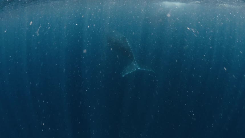 A while swims just beneath the ocean surface on a sunny day