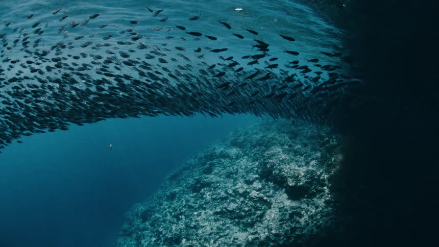 A large school of fish swims in unison beneath the water surface near a rocky underwater formation
