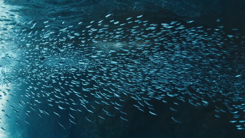 School of small fish forming a large cluster near the ocean surface