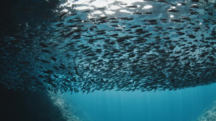 School of fish swims underwater near the sea floor during the daytime
