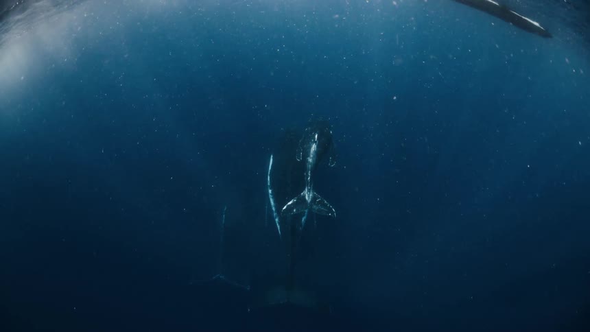 Two whales swimming in deep ocean water