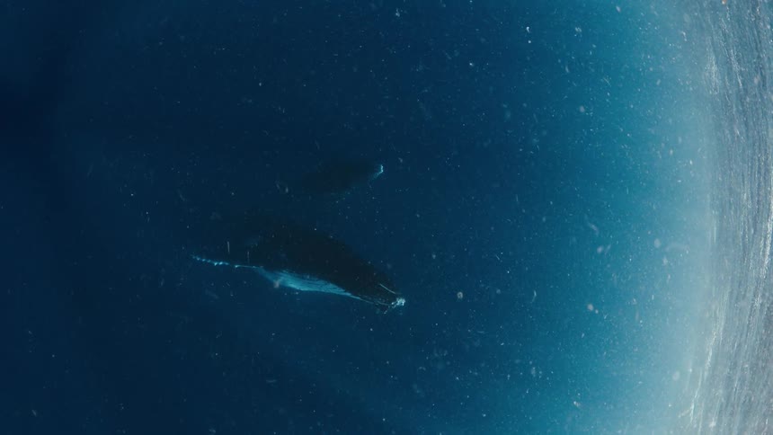 A humpback whale swims slowly through deep blue ocean water