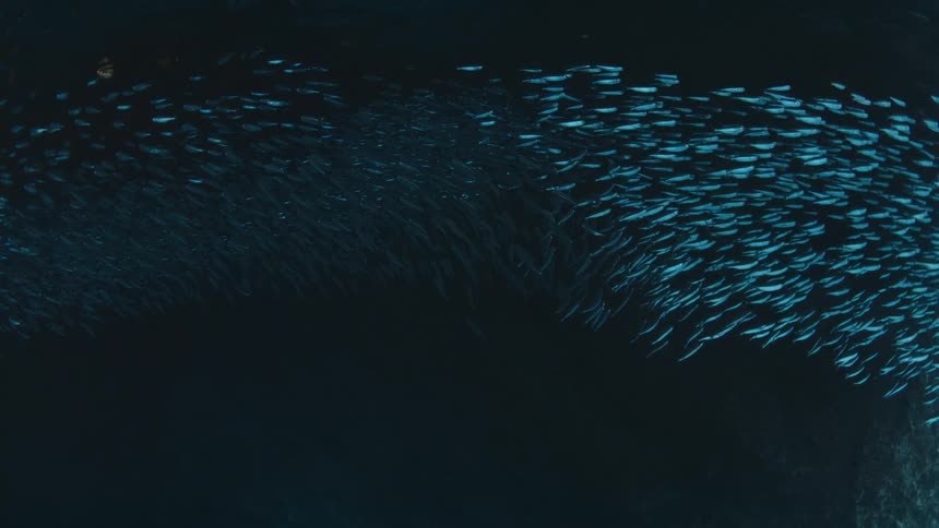 A large swirling school of small silver fish moves through dark blue water in a wide underwater scene