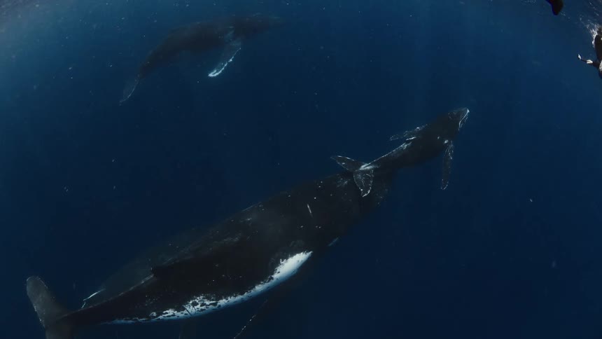 Adult whale swimming beside a calf with another whale in the background in the ocean