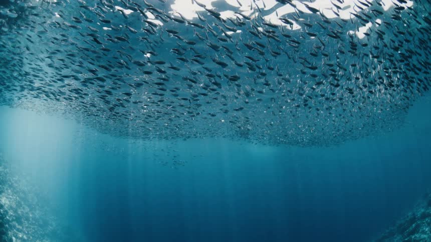 Person floats in the water while a school of fish swims around them during the daytime