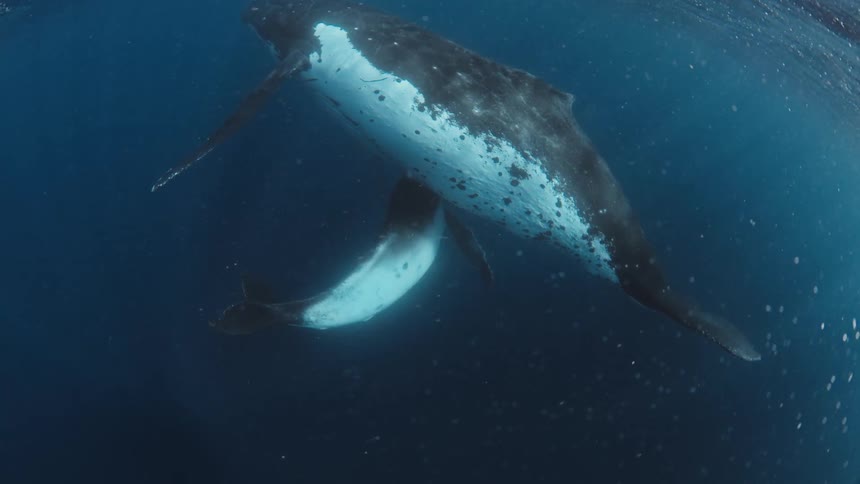 A large whale swims with a smaller one as a human diver floats nearby
