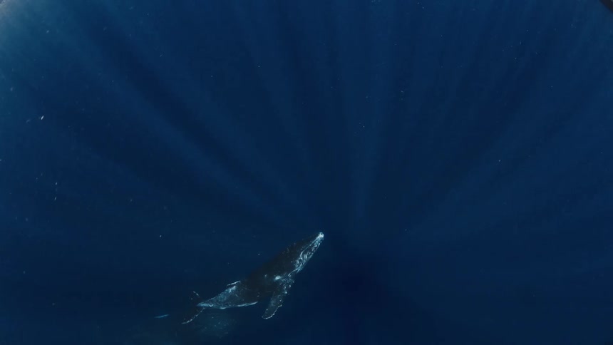 Whale swimming in deep water with light rays passing through the ocean