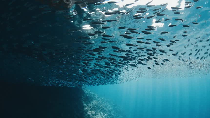 School of fish swimming near the ocean surface with sunlight penetrating the water