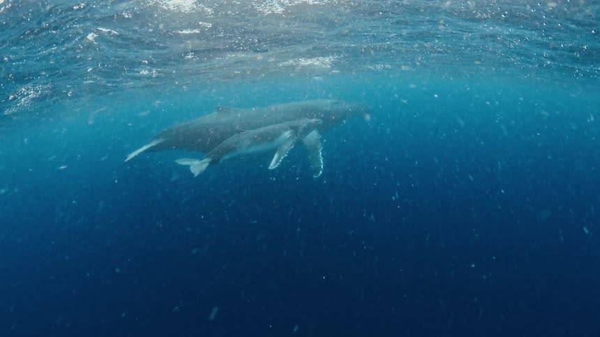 An adult whale swims with a smaller adolescent whale next to it