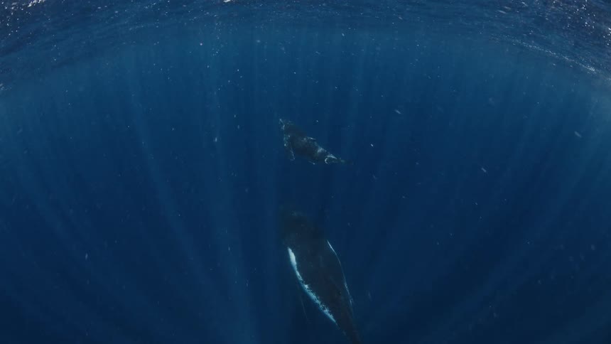 Two whales swimming side by side in the ocean at midday