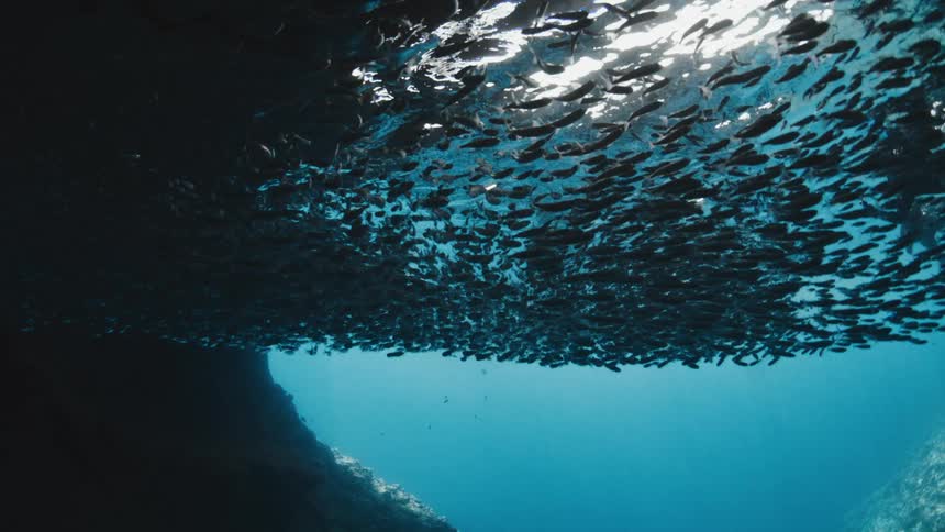 School of fish swimming near the surface with a diver beside them in the ocean