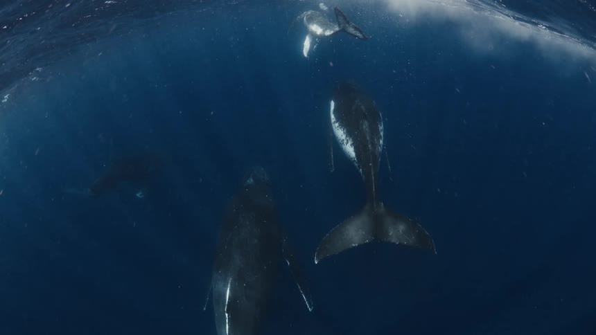 Whales are swimming together underwater