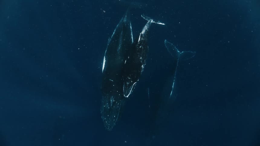 Three whales swimming together in deep ocean water
