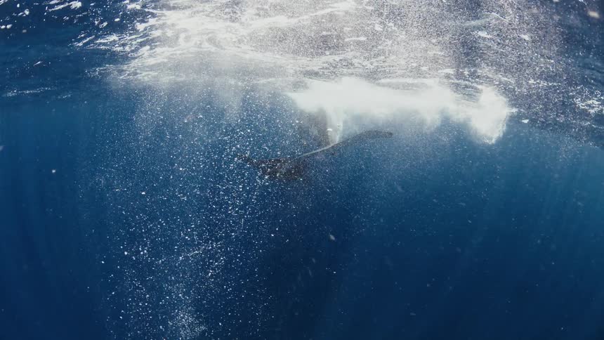 Two whales swimming in the ocean